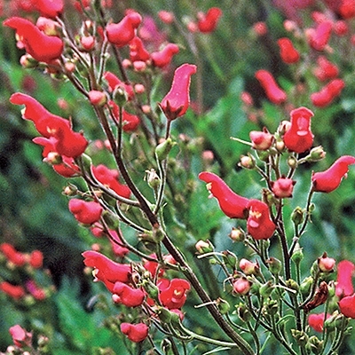 red-birds-in-a-tree.jpg