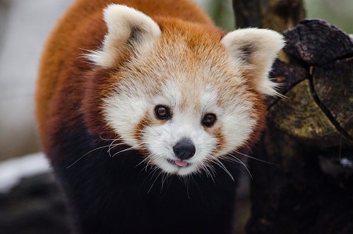 redpandaa.jpg