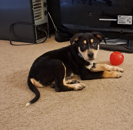 reefdog.jpg