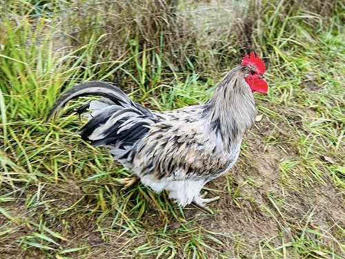 rockyrooster.jpg