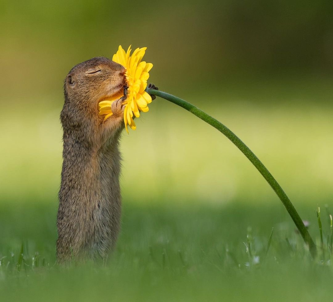 rodentsniffingflower.jpg