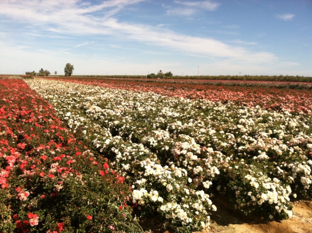 rose-fields-2.jpeg