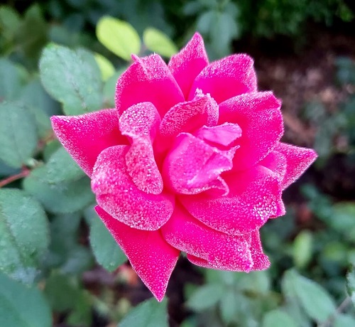 rosenb.jpg