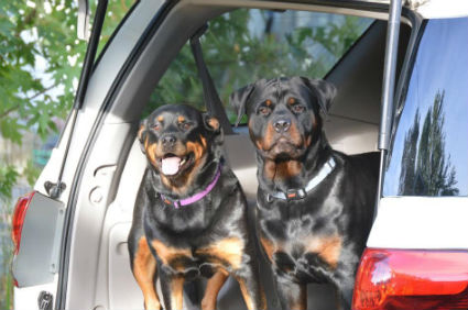 rotties.jpg