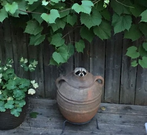 rraccoon.jpg