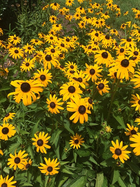 rudbeckia3.jpg