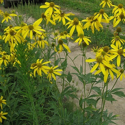 rudbeckia_lacini.jpg