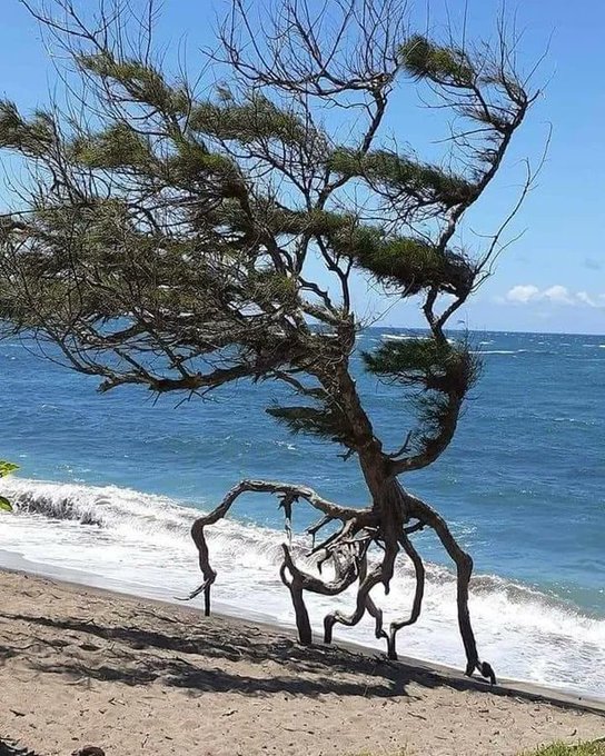runningtree.jpg