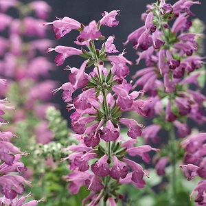 salvia-summer-jewel-lavender.jpeg