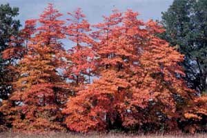 sassafras_fall_color.jpg