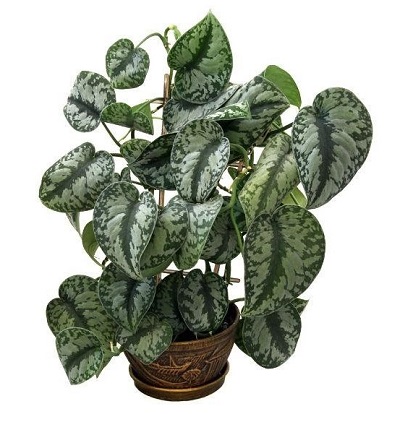 satnpothos.jpg