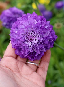 scabiosa_florist_blue_01.jpg