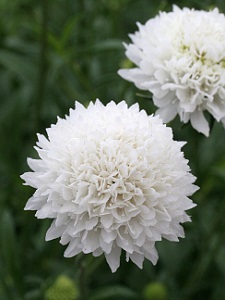 scabiosa_snowmaiden_cl.jpg