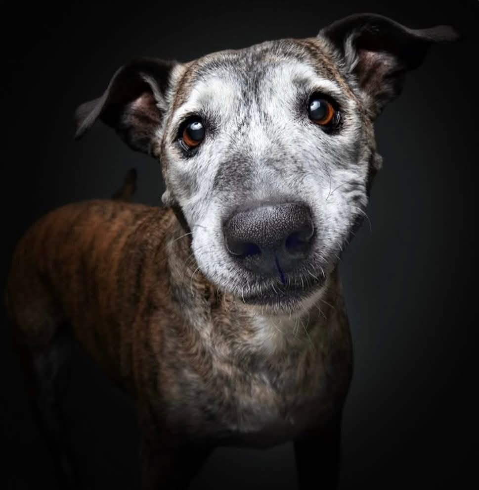 seniordogportrait.jpg