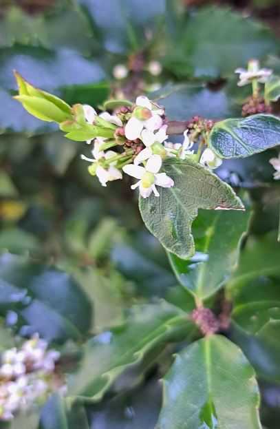 serviceberry.jpg