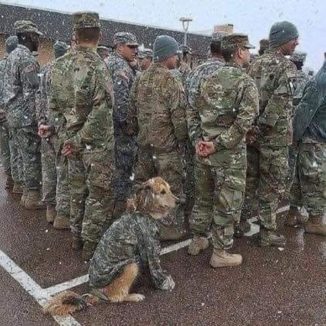 servicedog.jpg