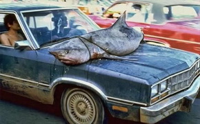 shark_car.jpg