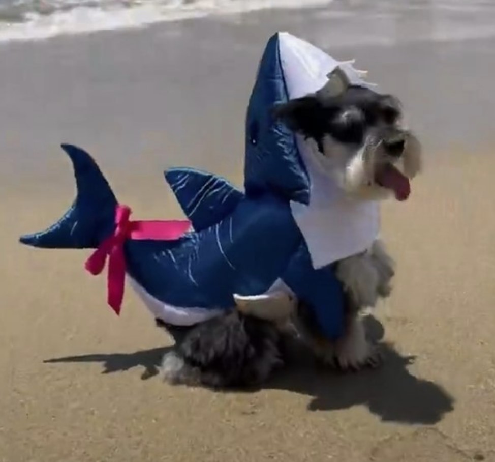 sharkdog.jpg