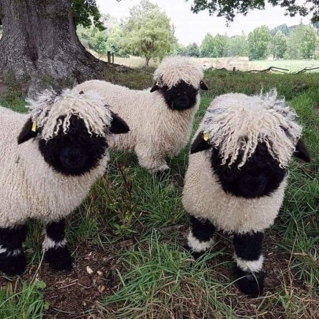 sheepblackandwhite.jpg