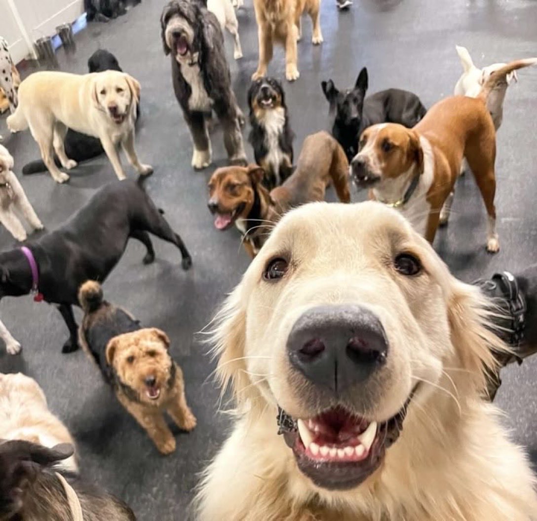 shelterdogselfie.jpg