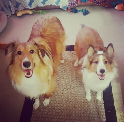 shelties.jpg