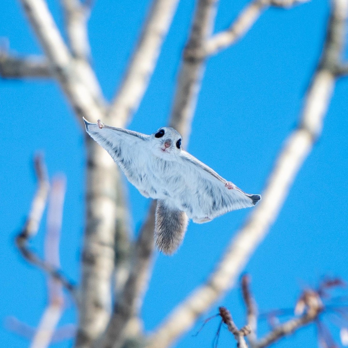 siberianflyingsquirrel.jpg