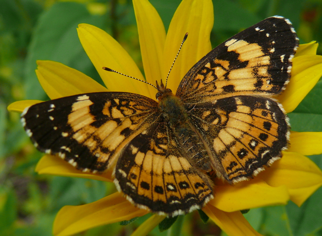 silvery-checkerspot-6-19-10-1.jpg