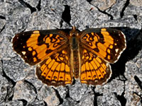 silverycheckerspot_5967m.jpg