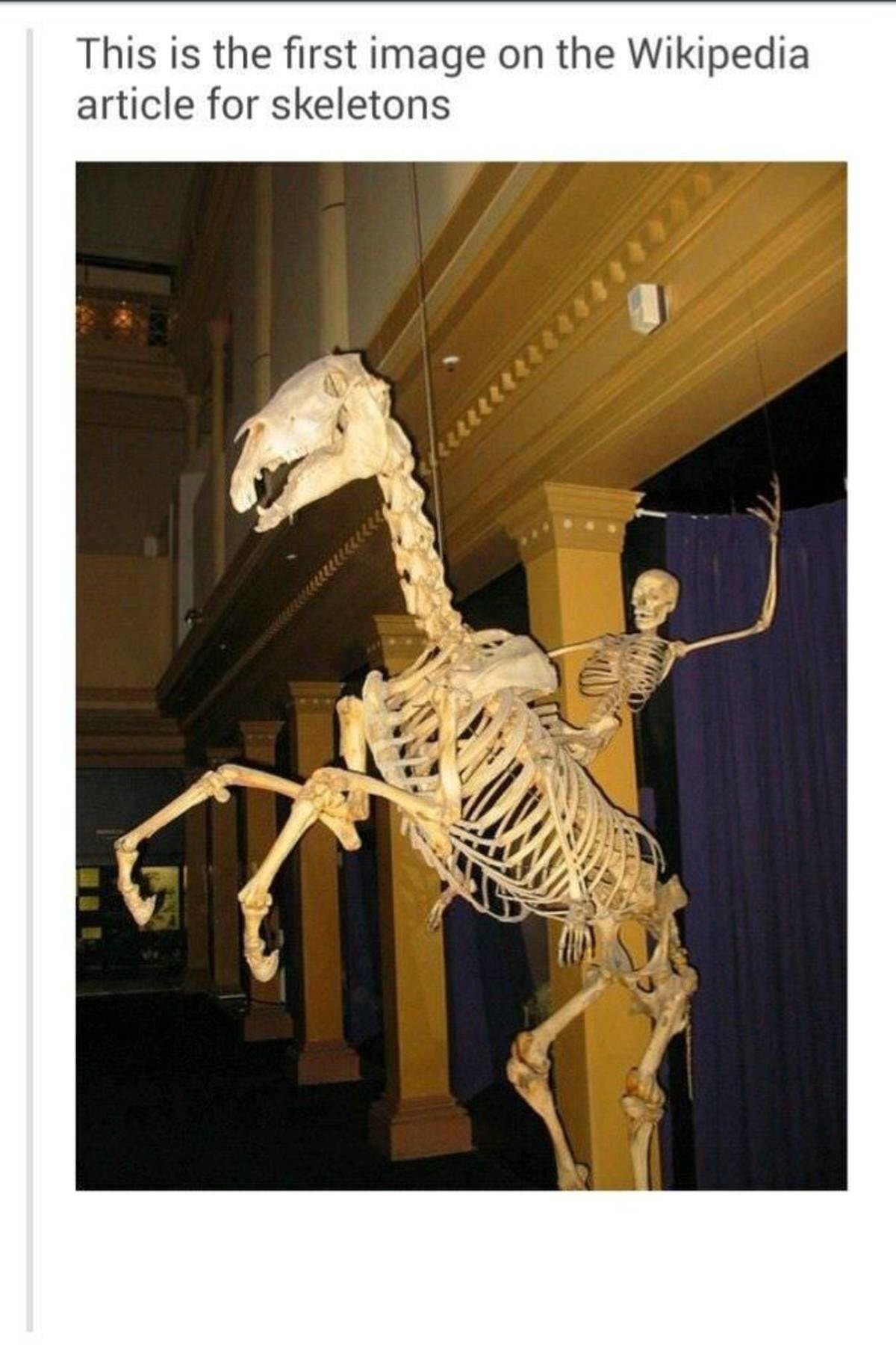 skelly.jpg