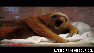 sleepy-sloths-o.gif