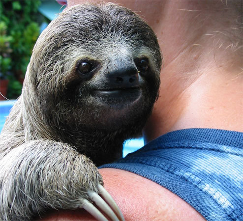 sloth.jpg