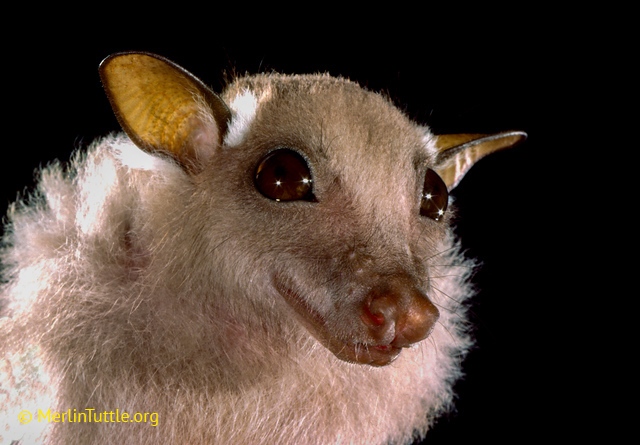 smilingbat.jpg