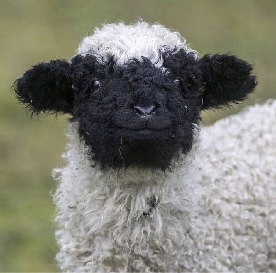 smilinglamb.jpg