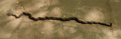 snake042422.jpg