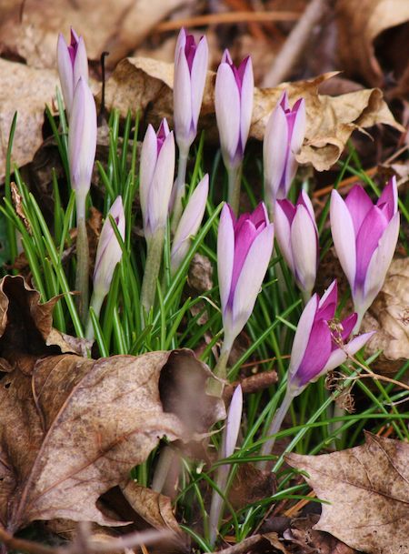 snow-crocus.jpg