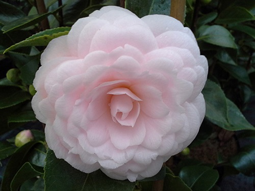 southcarolina-camellia.jpg