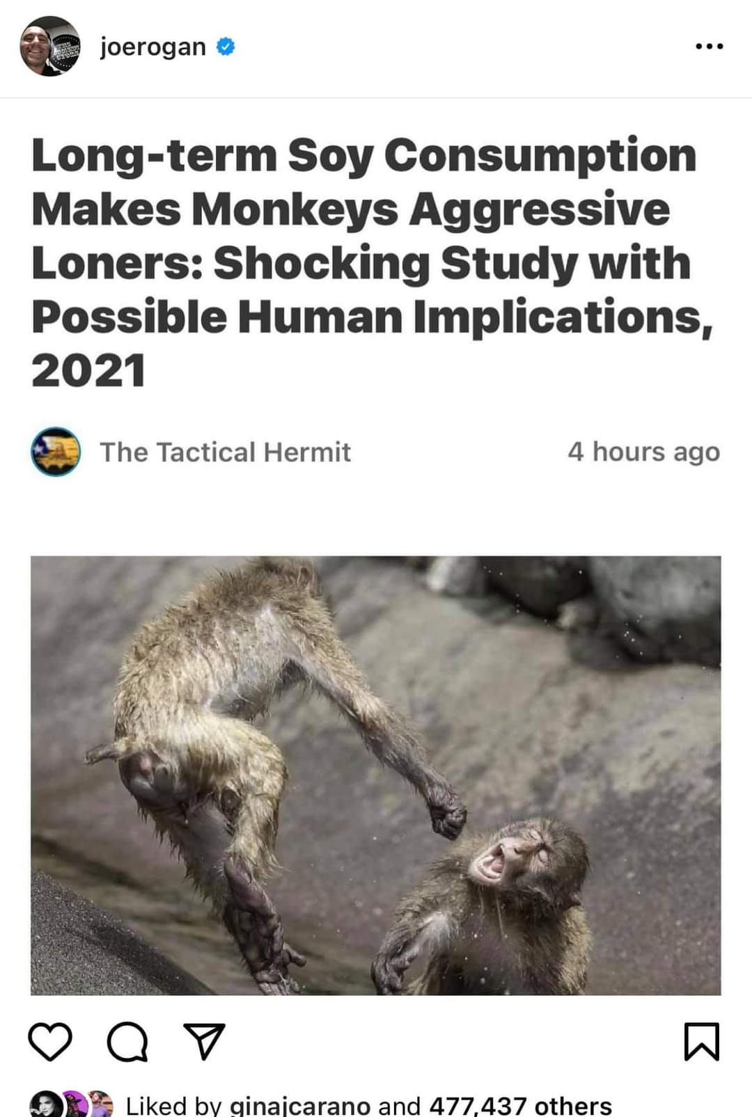 soymonkeys.jpg