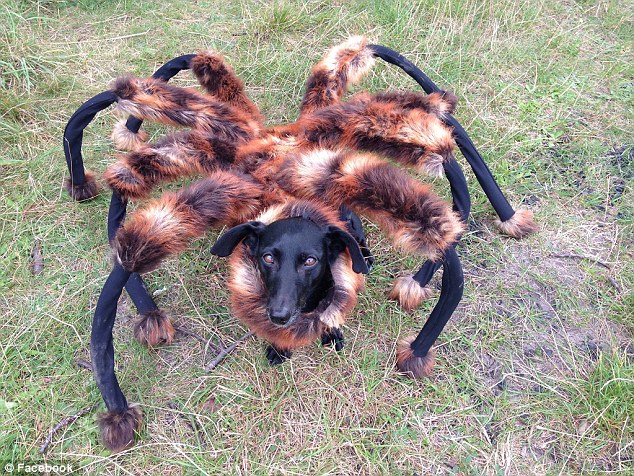 spiderdog.jpg