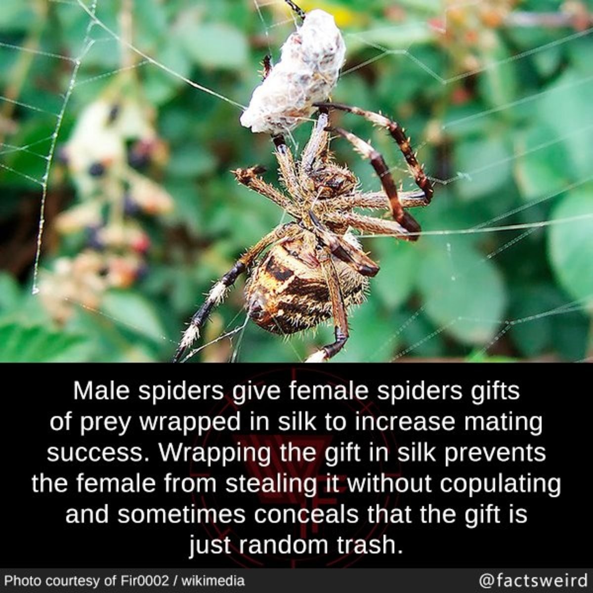 spiders123.jpg