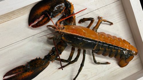 split-color-lobster-lead-rr.jpg