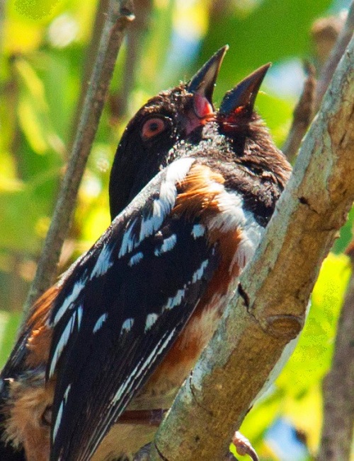 spottedtowhek.jpg