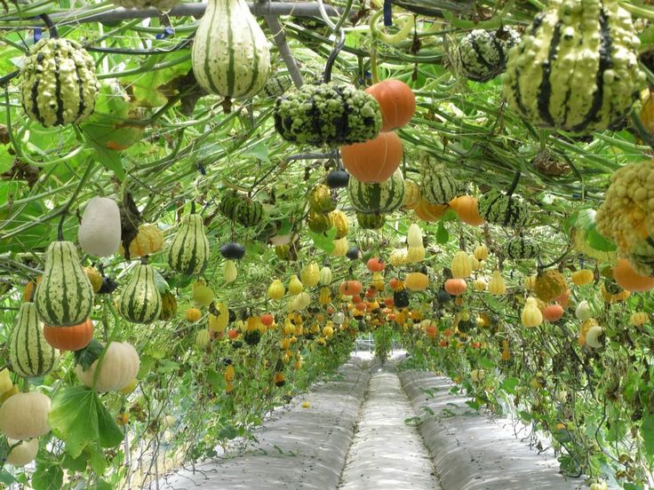 squash-and-gourd-tunnel.jpg