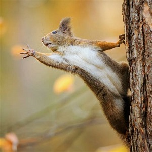 squirrellll.jfif