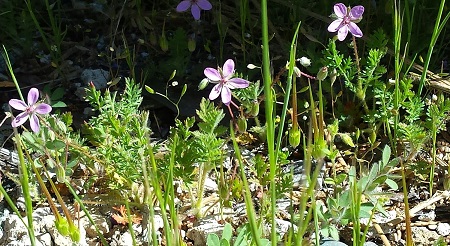 storksbill.jpg