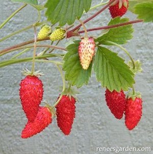 strawberry-mignon.jpg