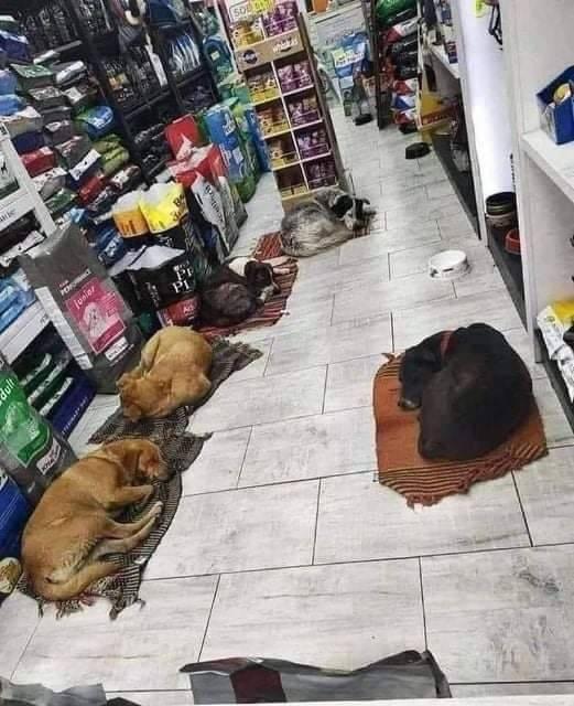 straydogsinastore.jpg
