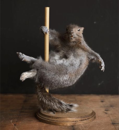 strippersquirrel12.jpg