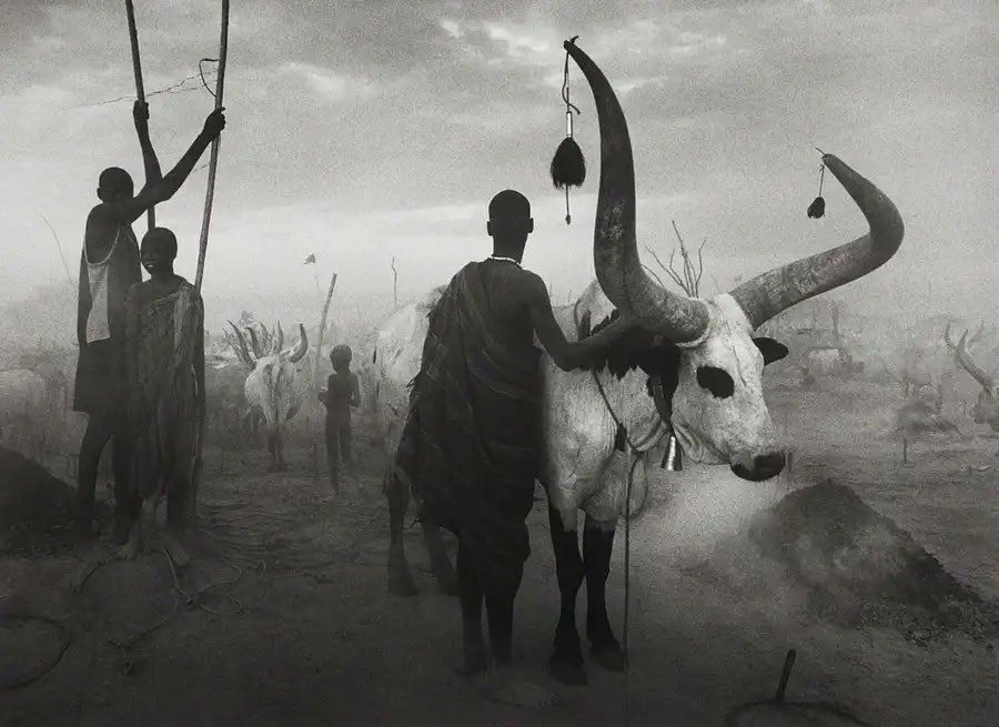 sudan2006aseelswaid9.jpg