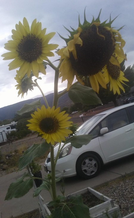 sunflowercot2.jpg