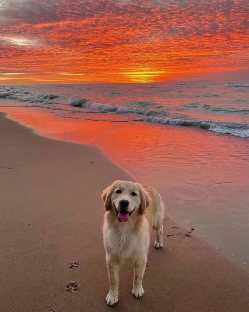 sunsetdoggeh.jpg